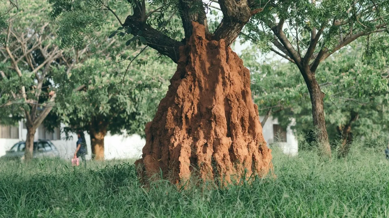 A tall, rust-red termite mound built around the trunk of a tree, in long grass.